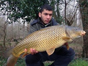 Common Carp