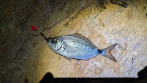 Saddled Seabream