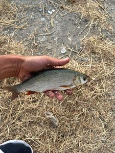 Roach