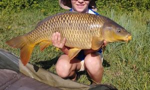 Common Carp