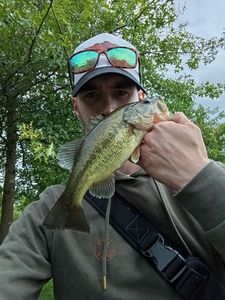 Largemouth Bass
