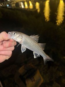 European Bass (Seabass)