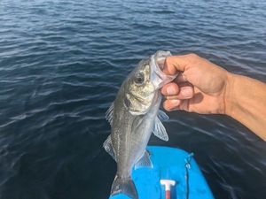 European Bass (Seabass)