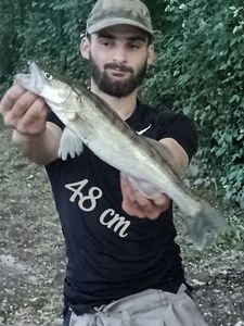 Zander
