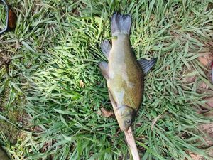 Tench