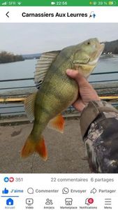European Perch