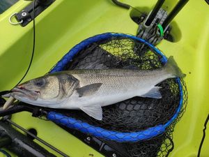 European Bass (Seabass)