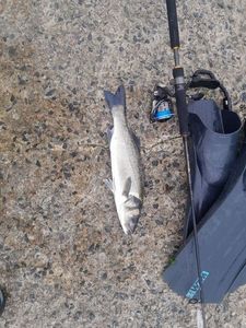 European Bass (Seabass)