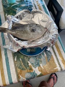 Triggerfish