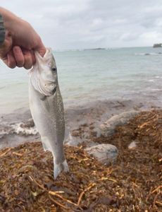 European Bass (Seabass)