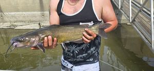Channel Catfish