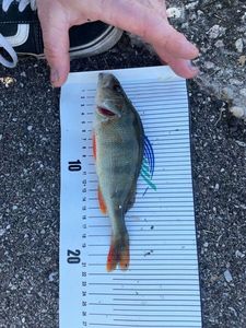 European Perch