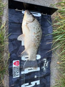 Crucian Carp