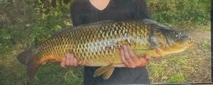 Common Carp