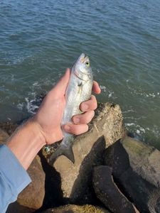 Bluefish