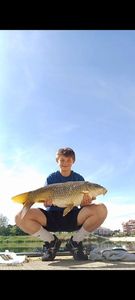 Common Carp