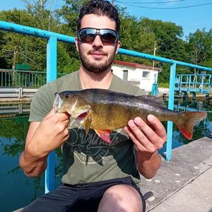 European Perch