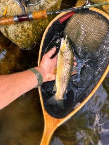 Brown Trout
