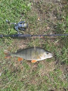 European Perch