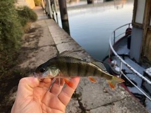 European Perch