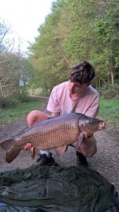 Common Carp