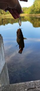 Black Bullhead