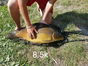 Mirror Carp