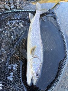 Lake Trout