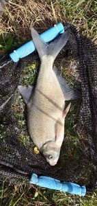 Common Bream