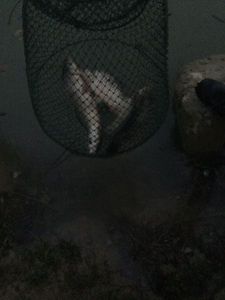 Rainbow Trout