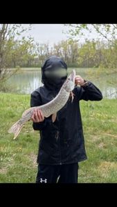 Northern Pike