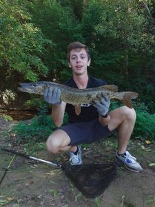 Northern Pike