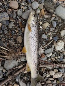 Brown Trout