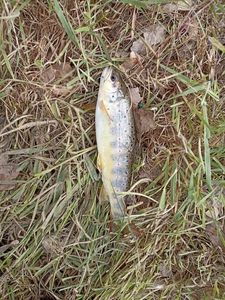 Brown Trout