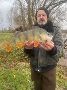 European Perch