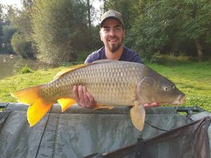 Common Carp