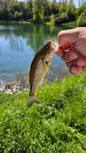 Largemouth Bass
