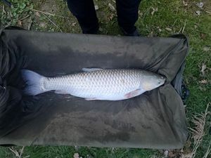 Grass Carp