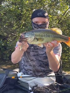 Largemouth Bass