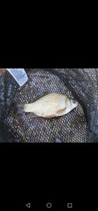 Prussian Carp