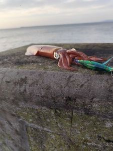 European Squid