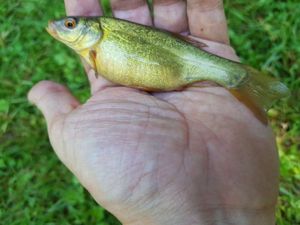 Tench