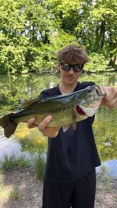 Largemouth Bass
