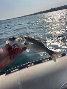 European Bass (Seabass)