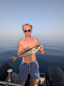 Chub Mackerel