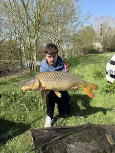 Common Carp