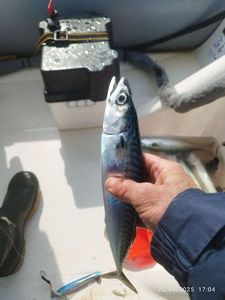 Mackerel