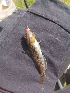 Round Goby