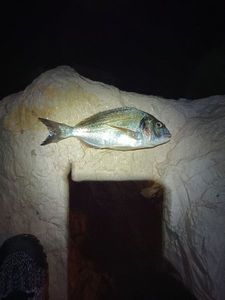Gilthead Seabream