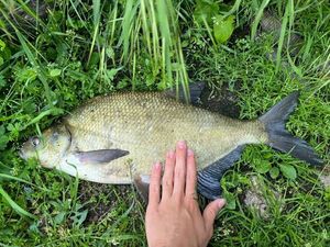 Common Bream